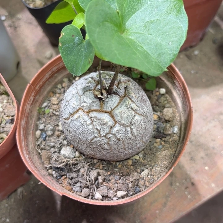 龟甲龙好养好活皮实