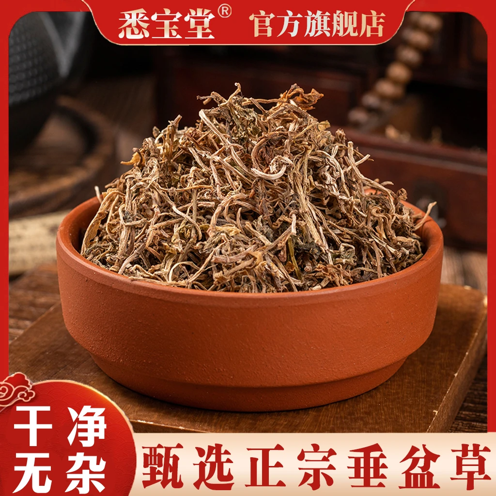 【垂盆草】垂盆草锤盆草狗牙瓣草石指甲新鲜干货垂盆草泡水煮水
