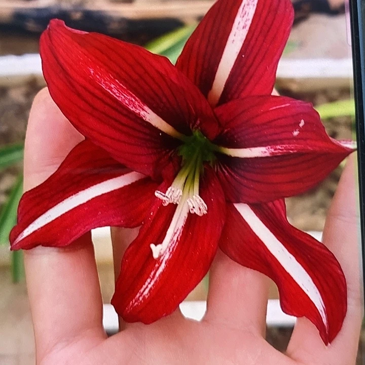 白肋火凤凰3厘米，