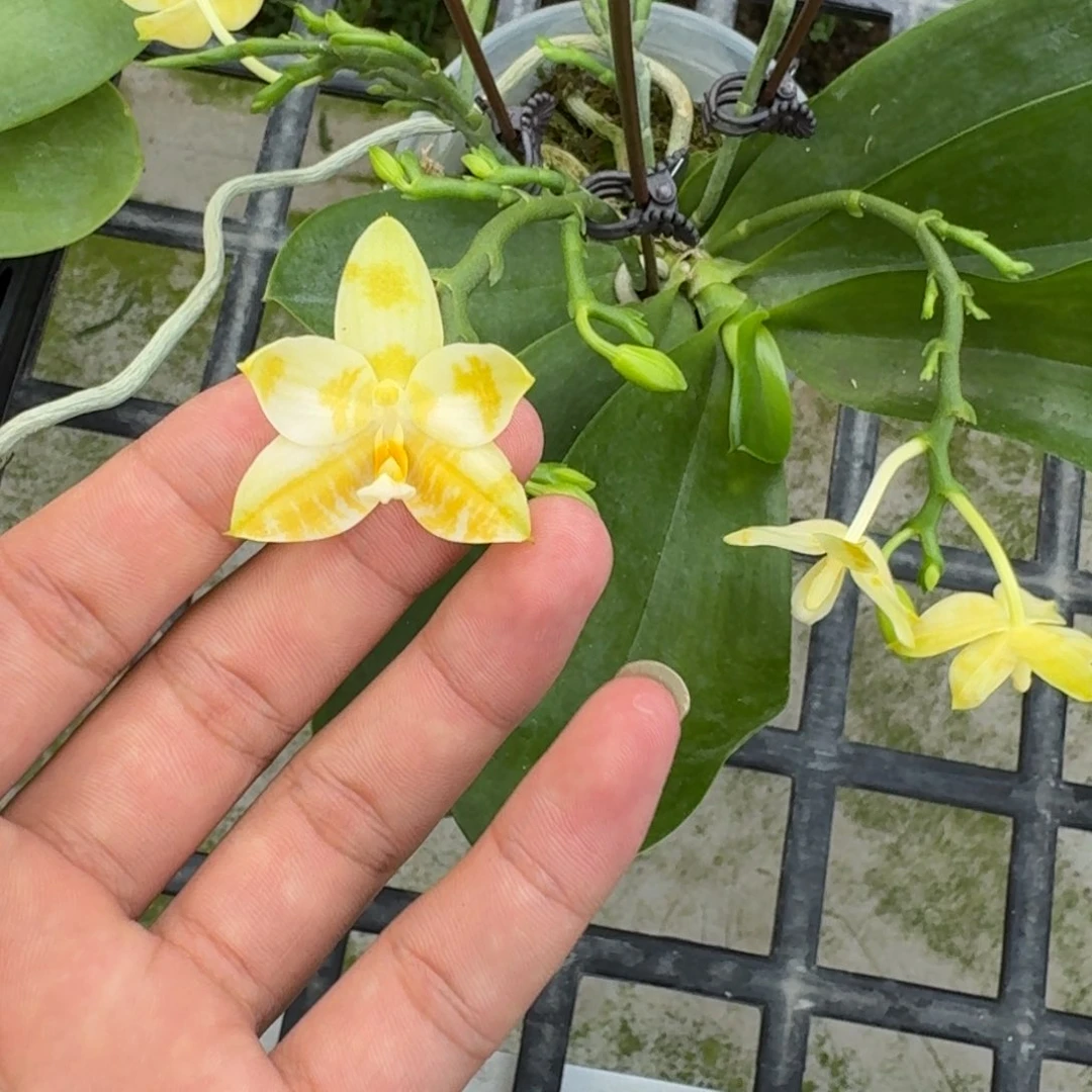 当前无花栽培后可以开花9315 瑕疵三寸ys1168