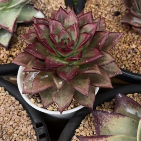 影***子多肉植物的植物的