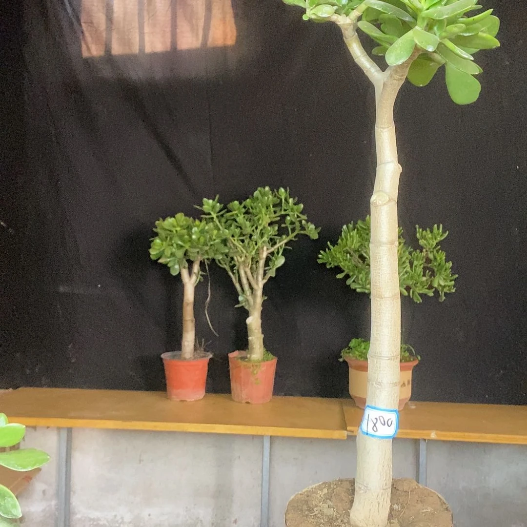 太*花玉树老桩一物一拍