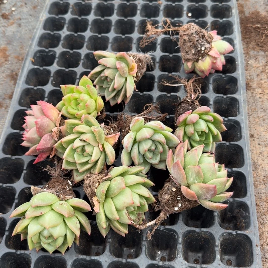 17-23冰玉杂交东云十棵量拍左八