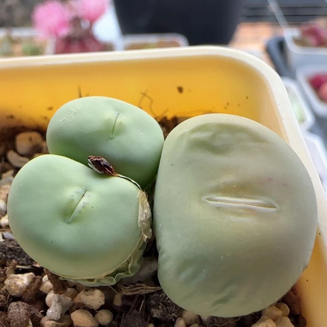 5348 大白多肉植物园