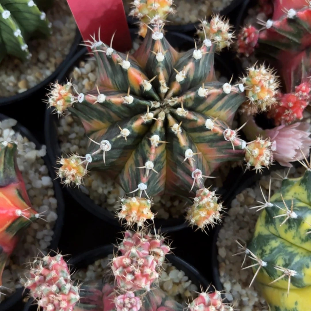 207-0104泰国发货多肉