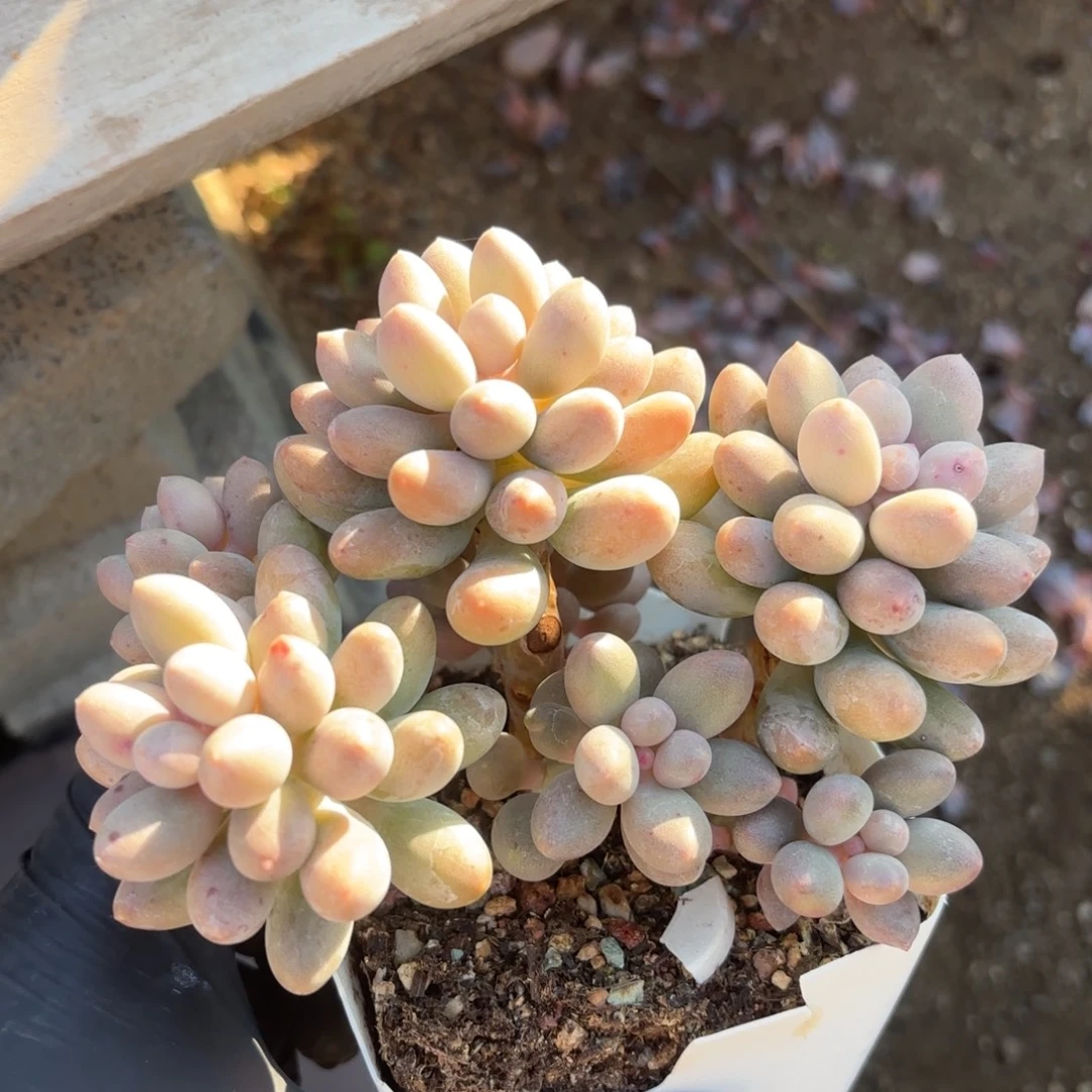 无花朵桃花奶无砍自然群
