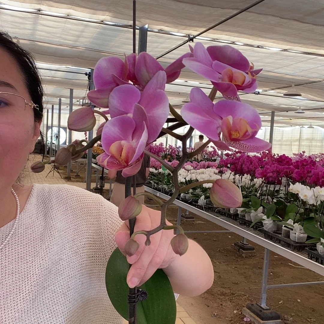 完全开放红韵1棵231