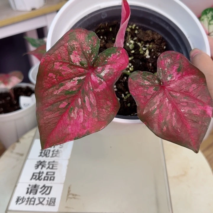 无花朵泰彩莫奈Q5404…