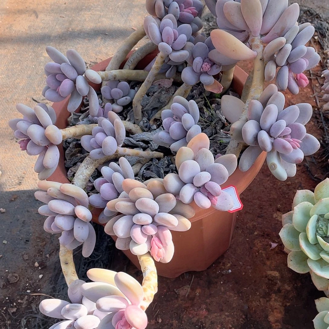 582桃美人年尾清货一物一拍多肉