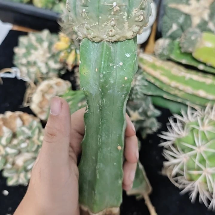 一物一拍，柱子仙人球！