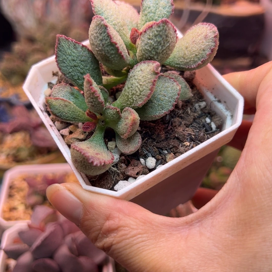 一组自拍，感谢支持