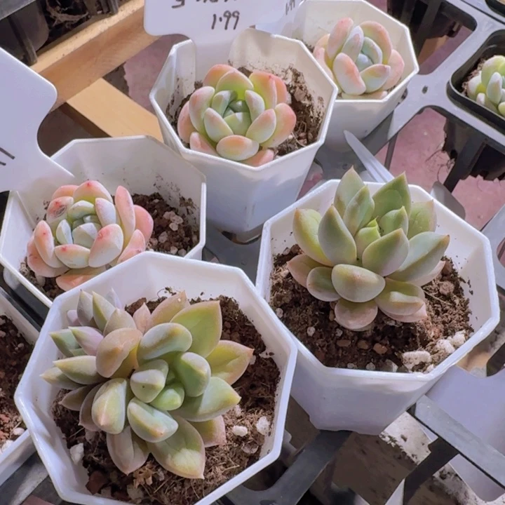 精品红象牙多肉植物