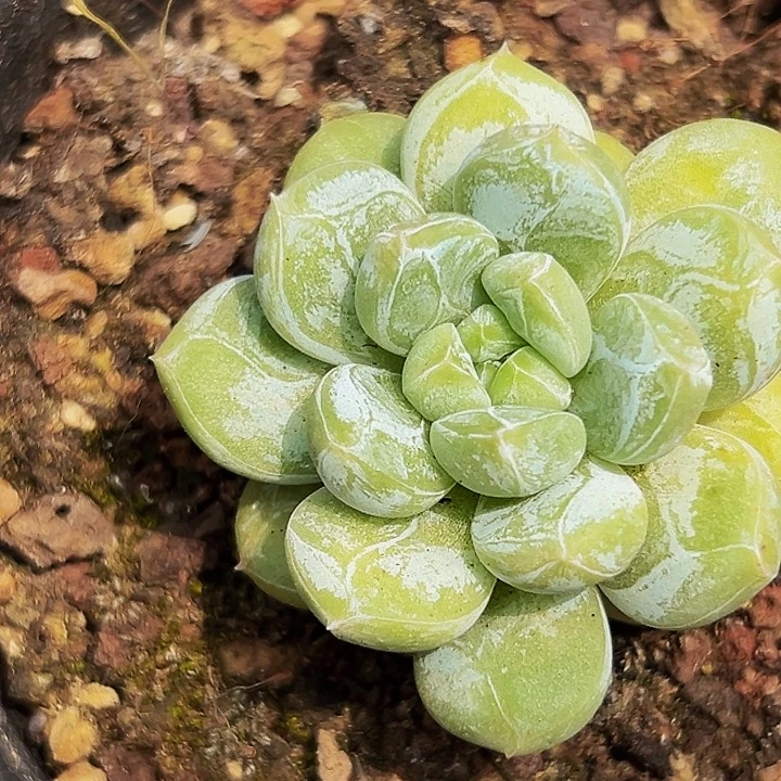 美人系列多肉植物一物一拍