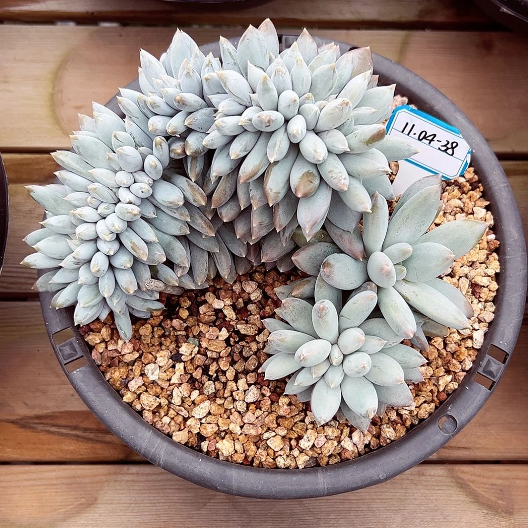 1104-38黄胖体哥特缀化