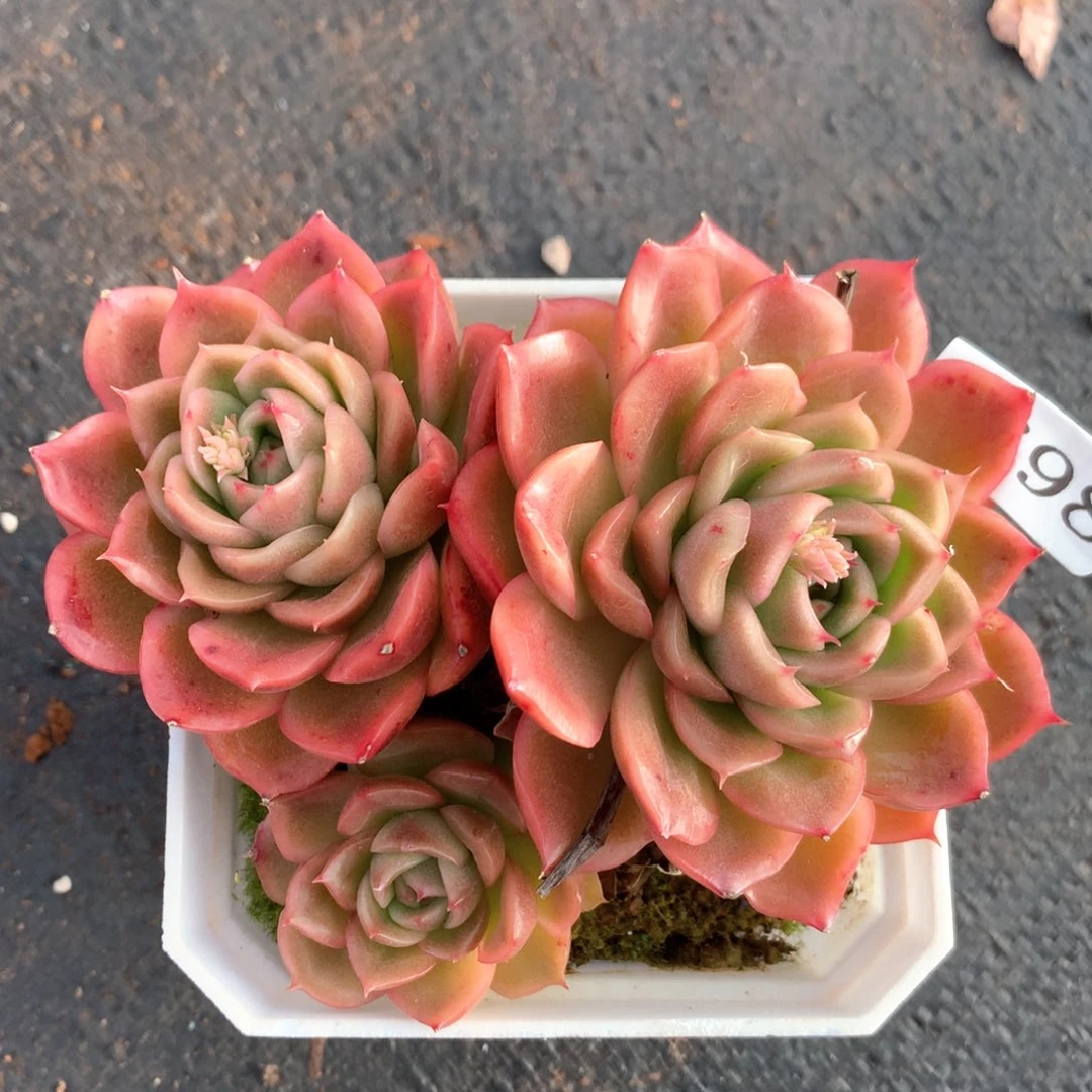 3698杂交多肉植物基地