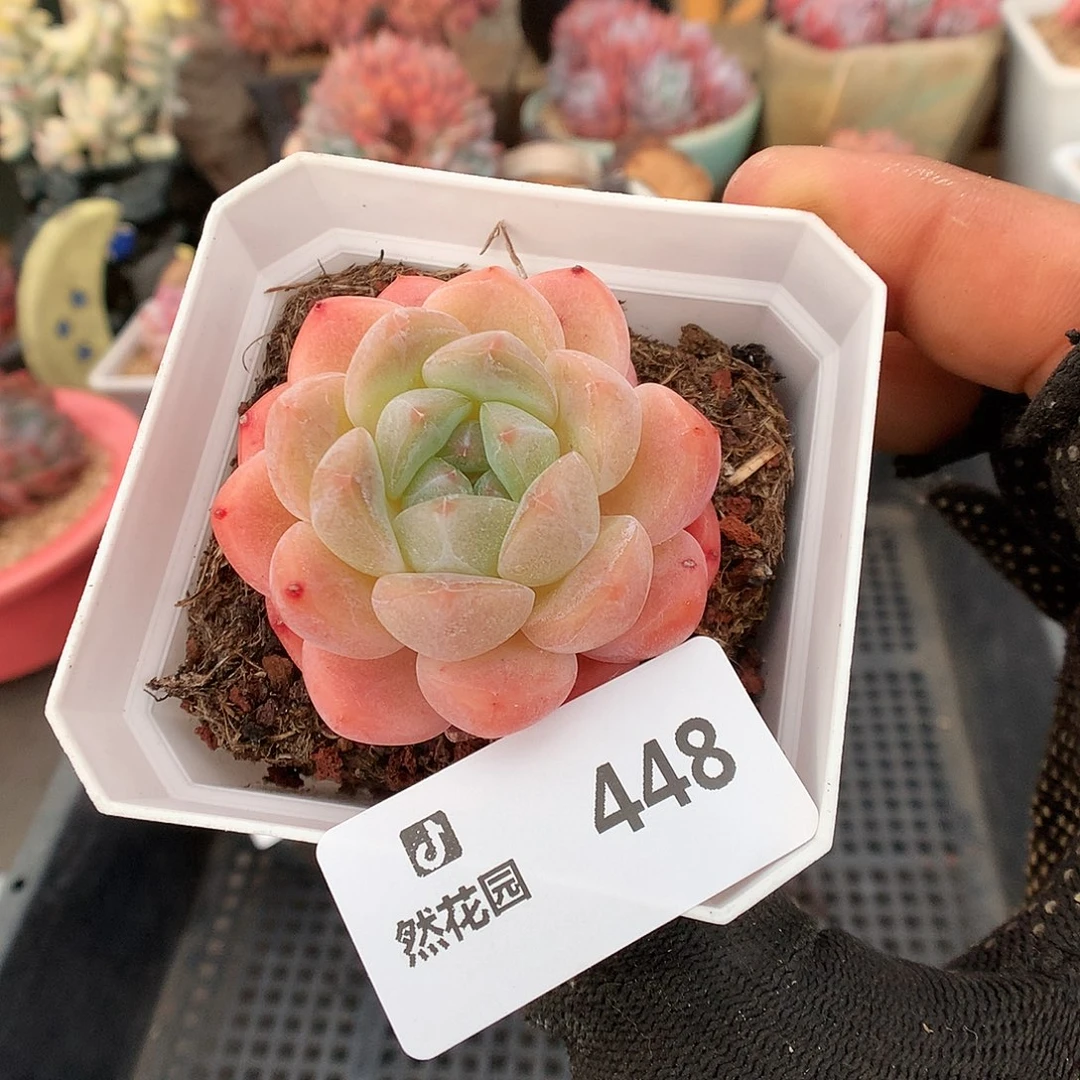 448sp多肉植物6666