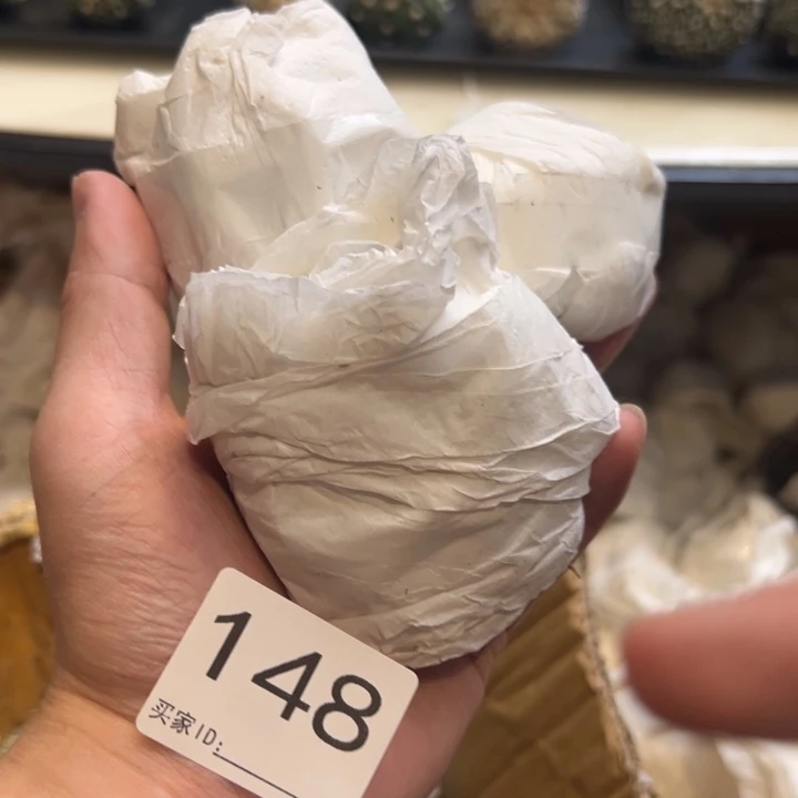 桑***兜星球仙人球148号球