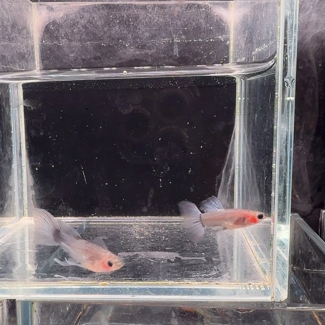 孔雀鱼蓝礼服玻璃猫1对