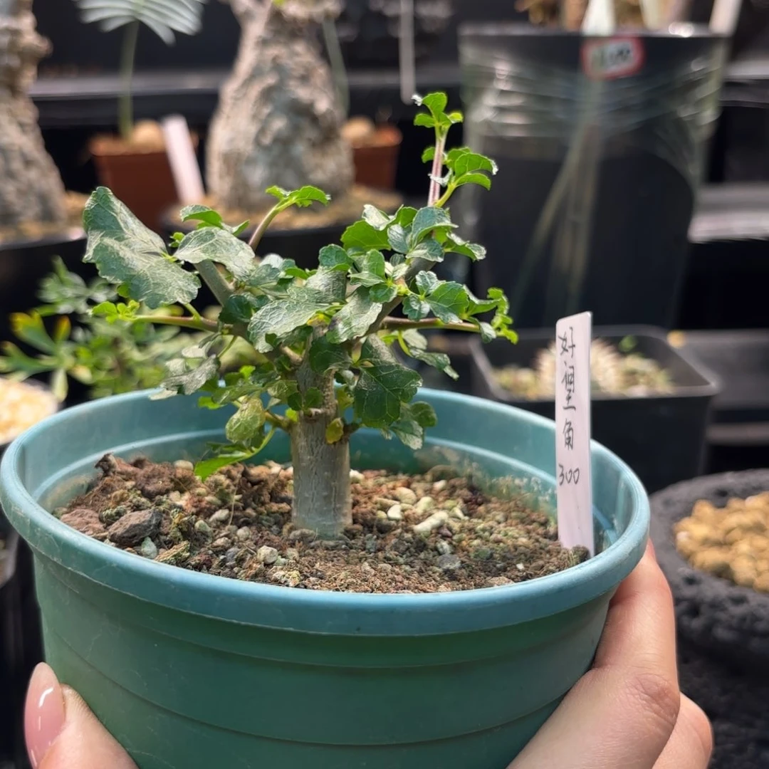 木?****? 好望角没药哈哈哈