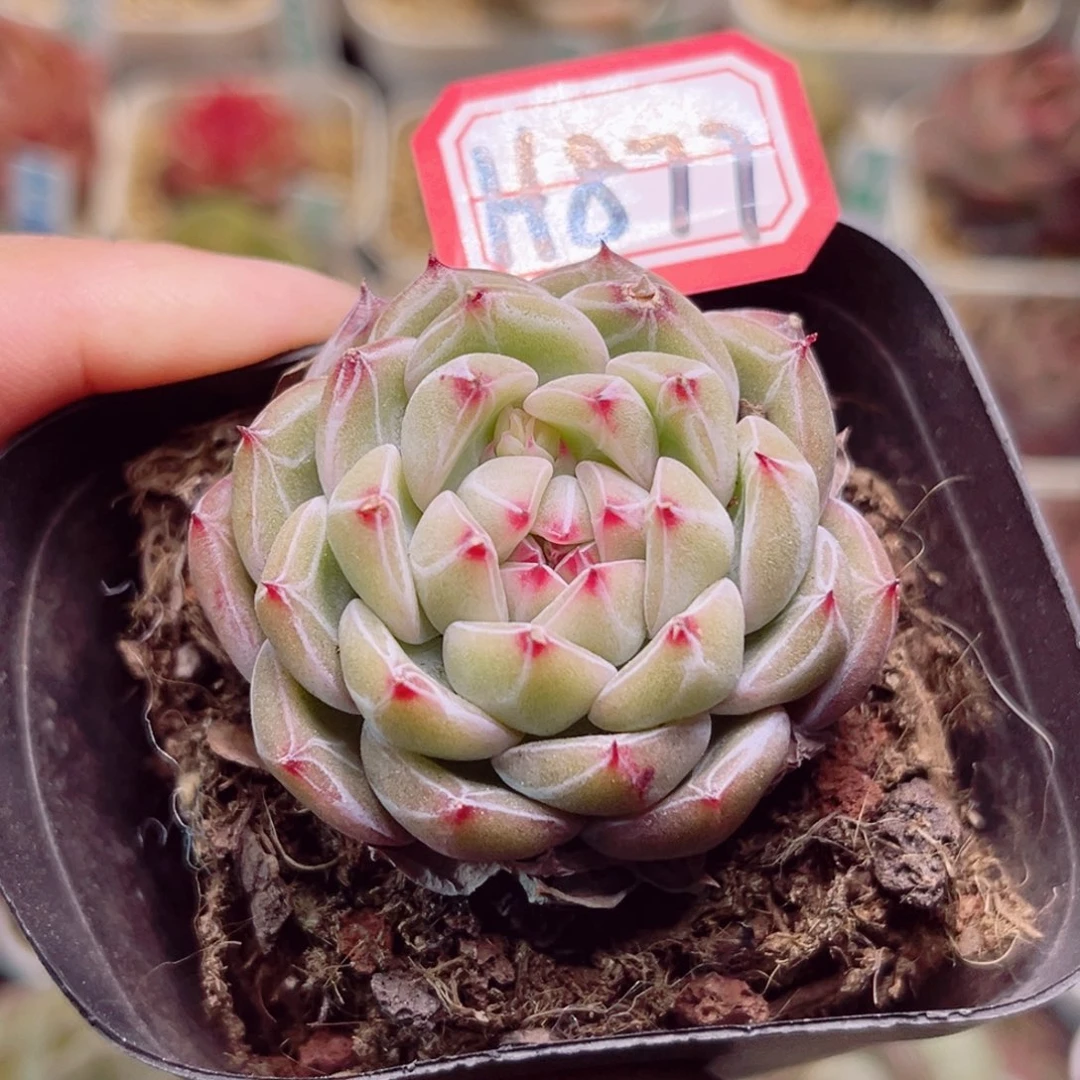 H877一物一拍 雪花珍妮