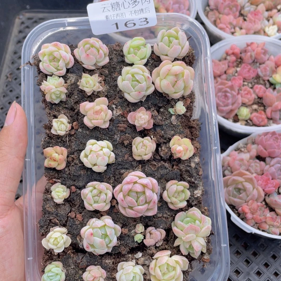 云糖心多肉植物163