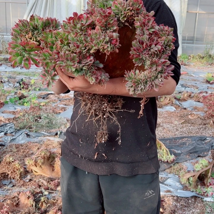 女郎醉话36号多肉法师