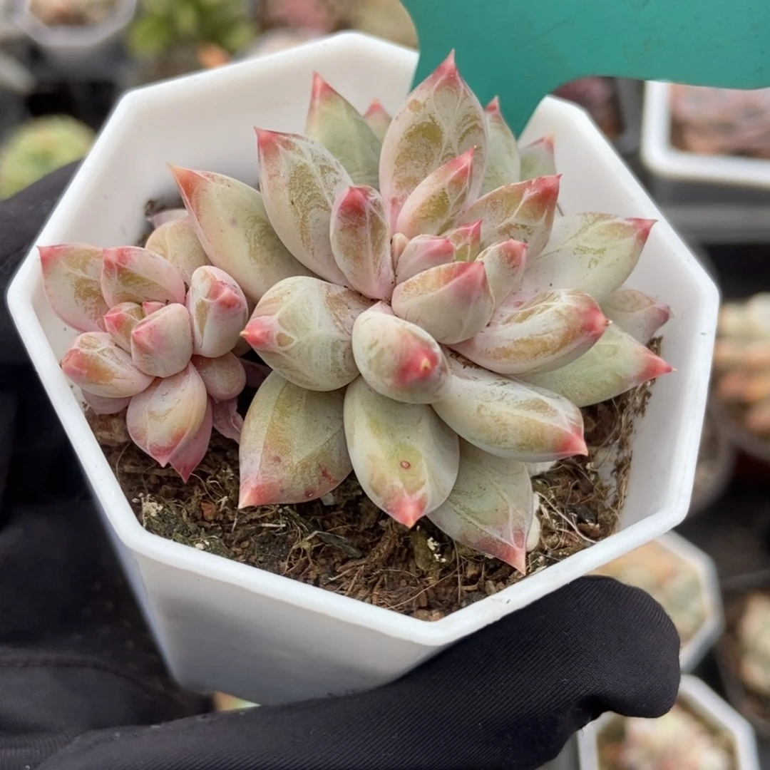 613梦幻美人多肉植物保护