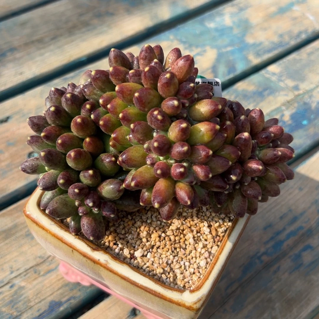 多肉一物一拍0223-55