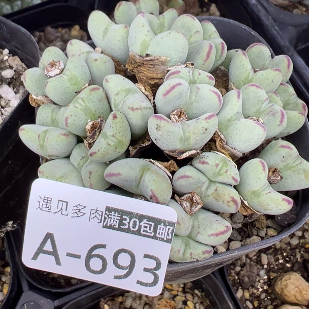 多肉植物111111111111