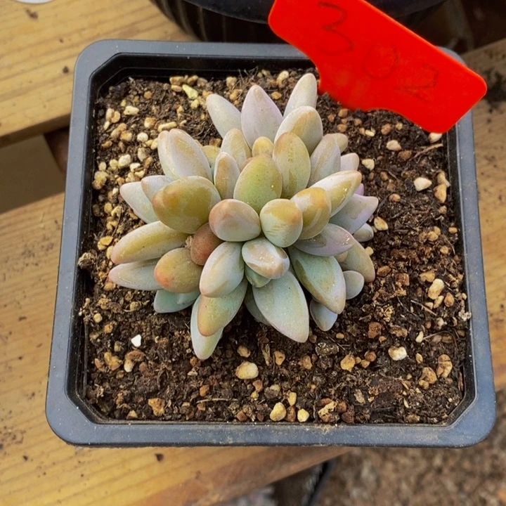 这一系列改革方案还要求