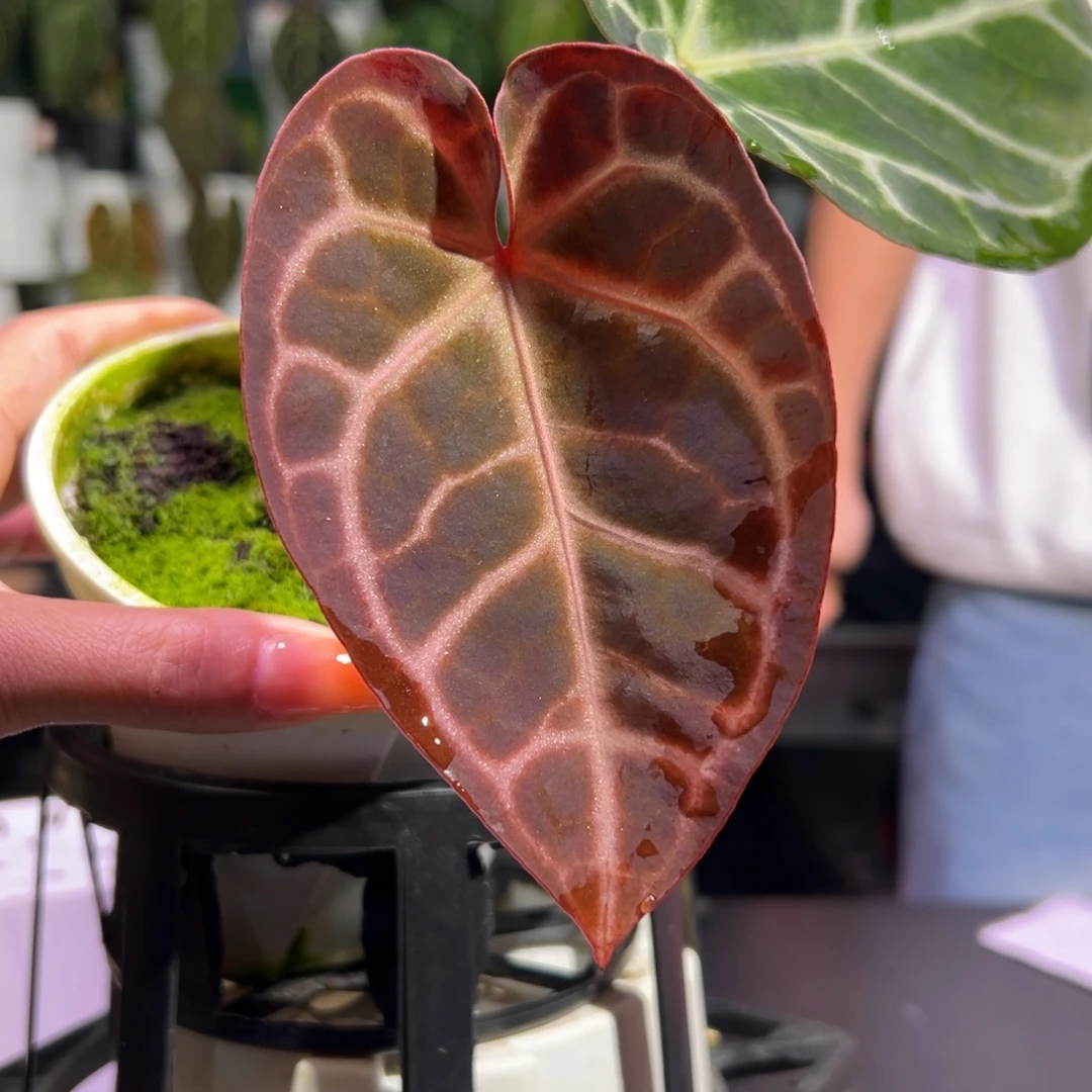 完全开放红水晶杂撕裂纹