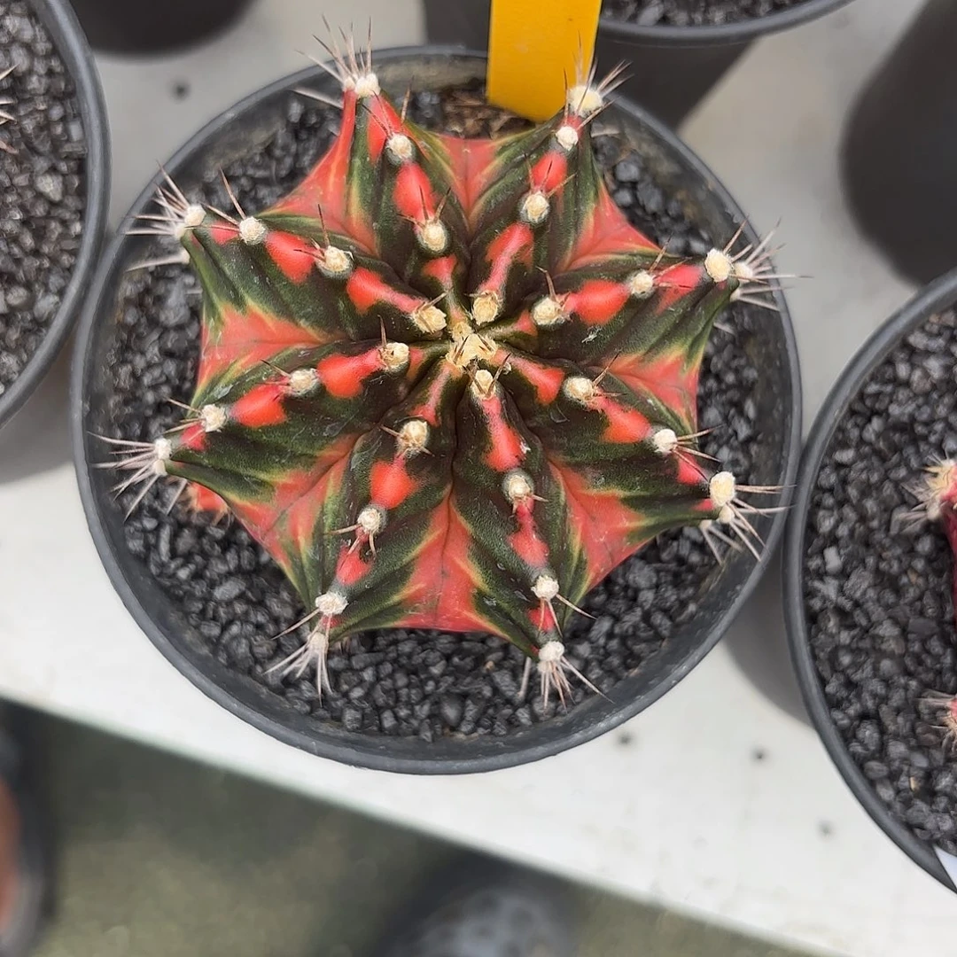 86-1011泰国发货多肉