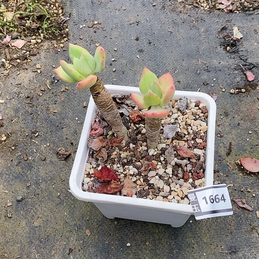 【闪购商品】用****0芒果美人1664
