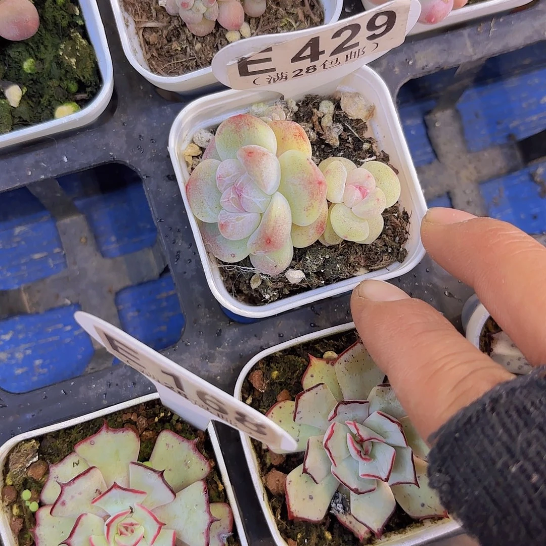 E429紫心冰玉一物一拍