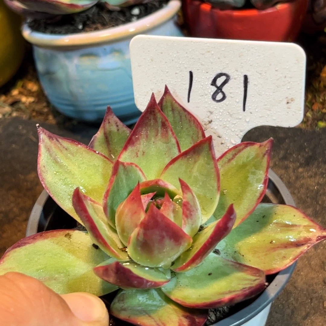 惊鸿仙子多肉植物大181