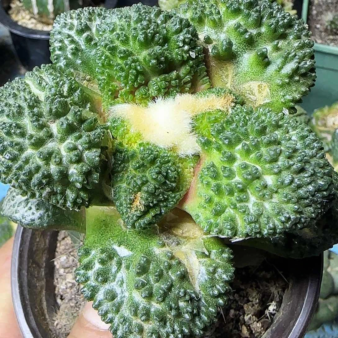大哥斯拉101仙人球开花