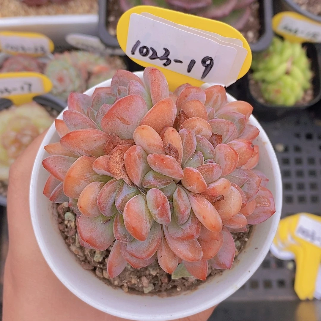 1023-19-全明星朵朵福利一颗一物一拍