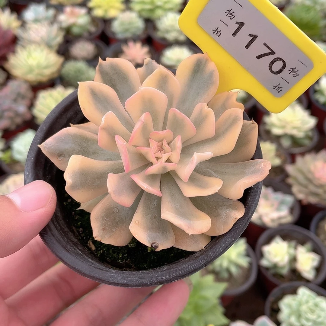 1170号多肉植物盆栽