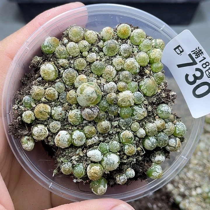 00000000000000000730