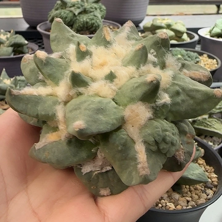 青瓷怒涛一物一拍