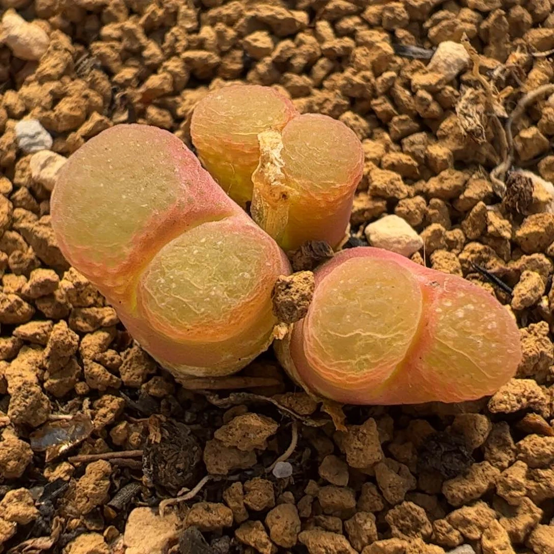 1453.9粉芭比多肉植物