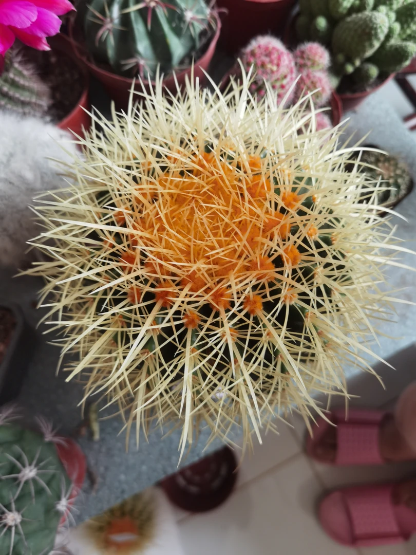 美刺金虎，实生仙人球直径19-20厘米仙人球开花阳台盆栽仙人球盆栽