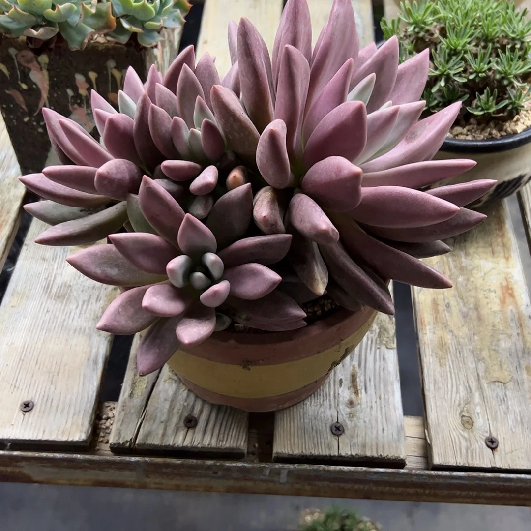 桃花源18 零零多肉植物