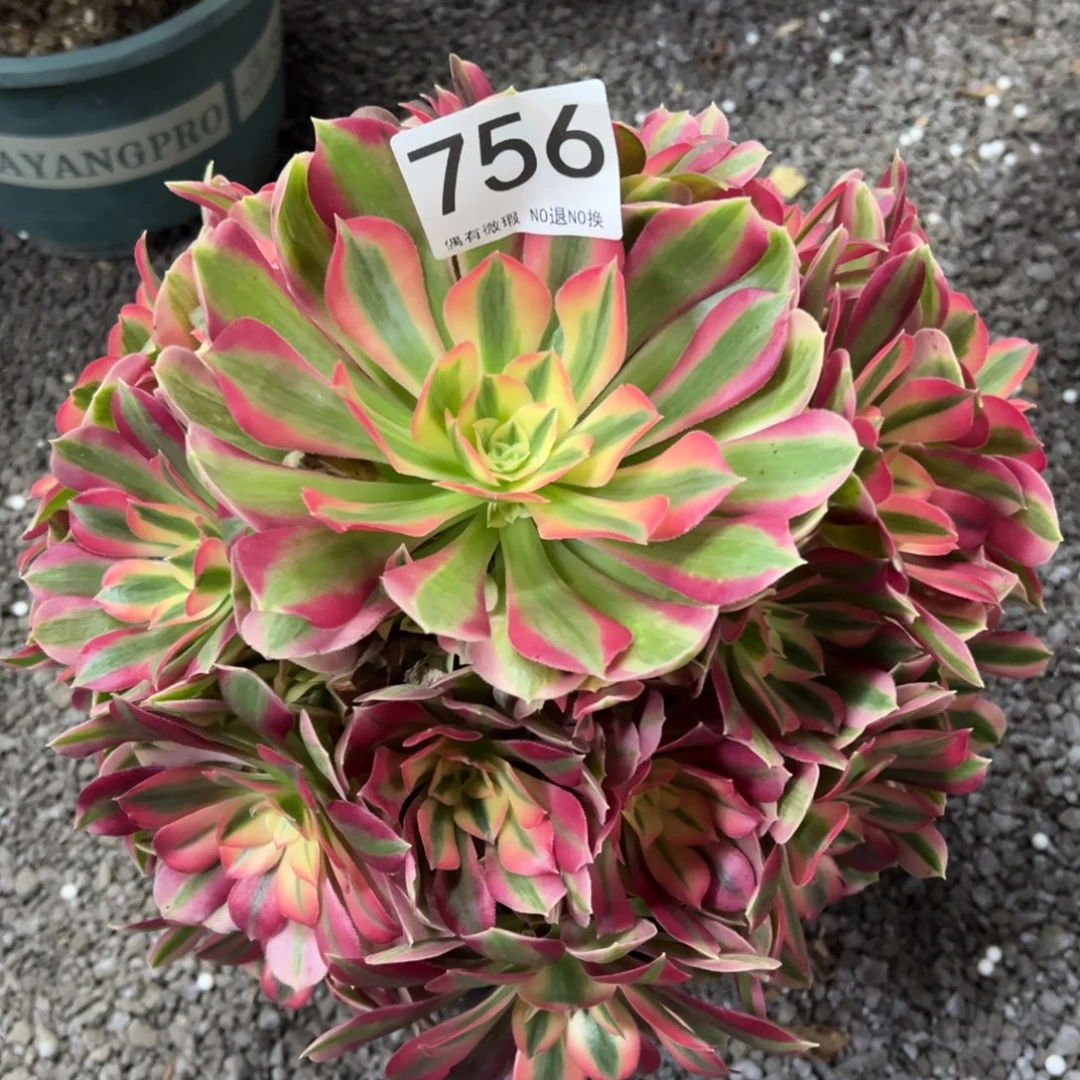 我是真的很喜欢这个