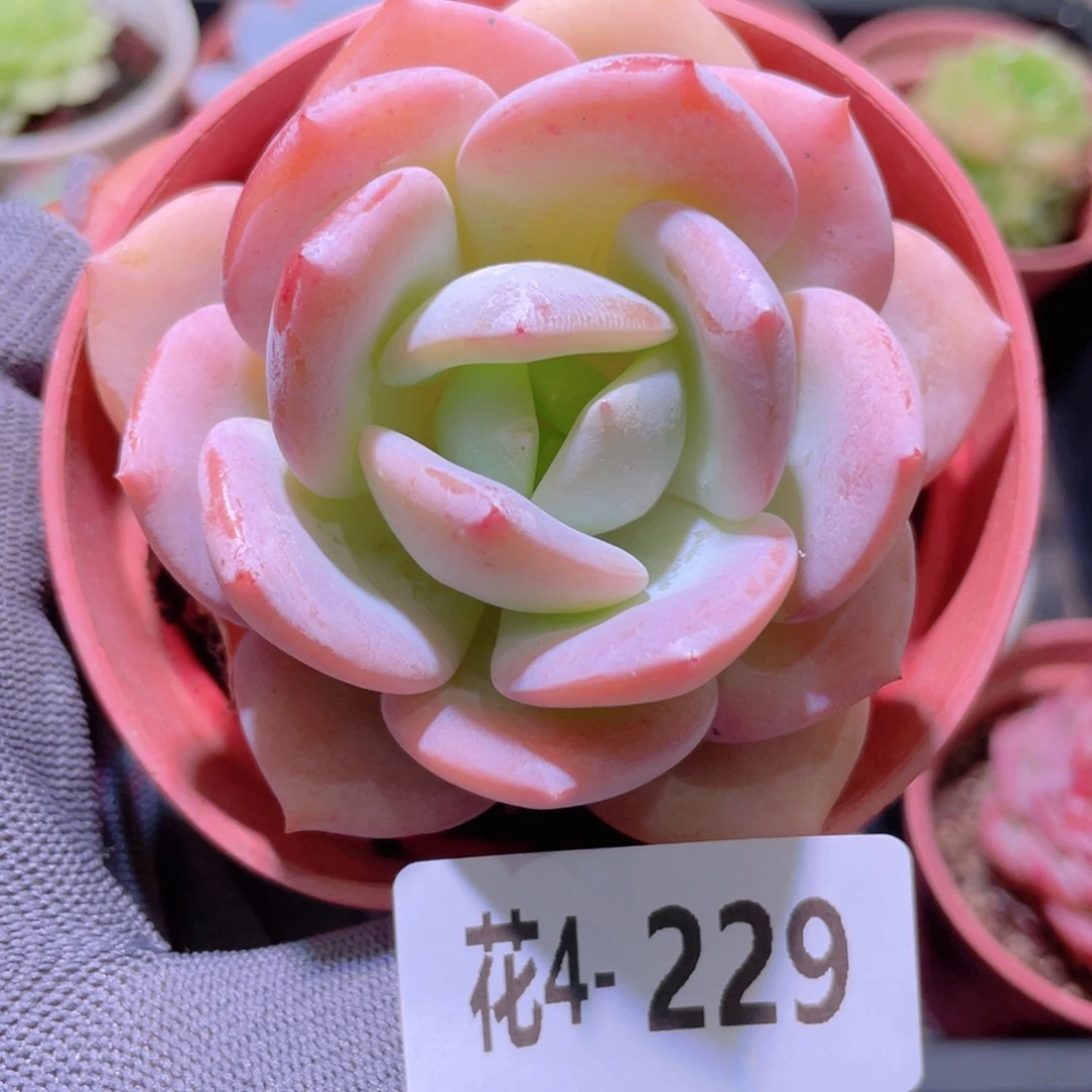 花利美 4-229白月梦露