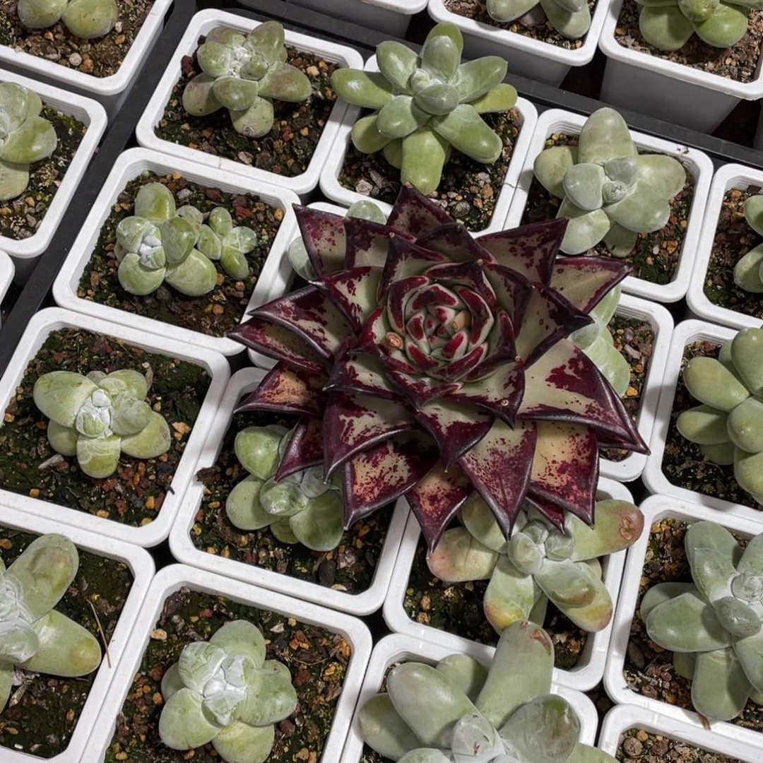 比****岛多肉植物，山人园艺