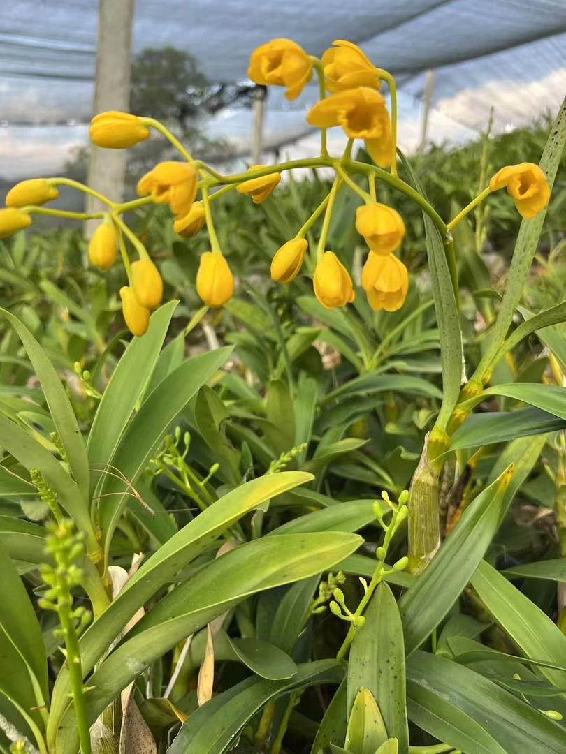 西双版纳石斛绿植苗(慈)