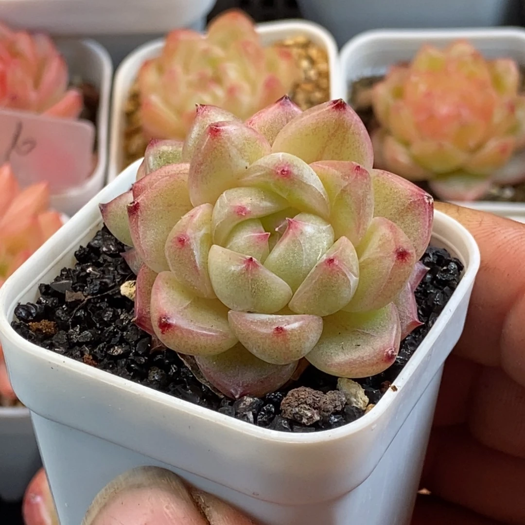 天官赐福百无禁忌