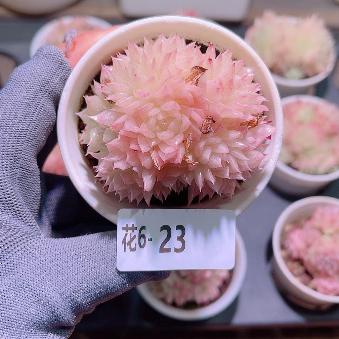 花06-23麦秆群生