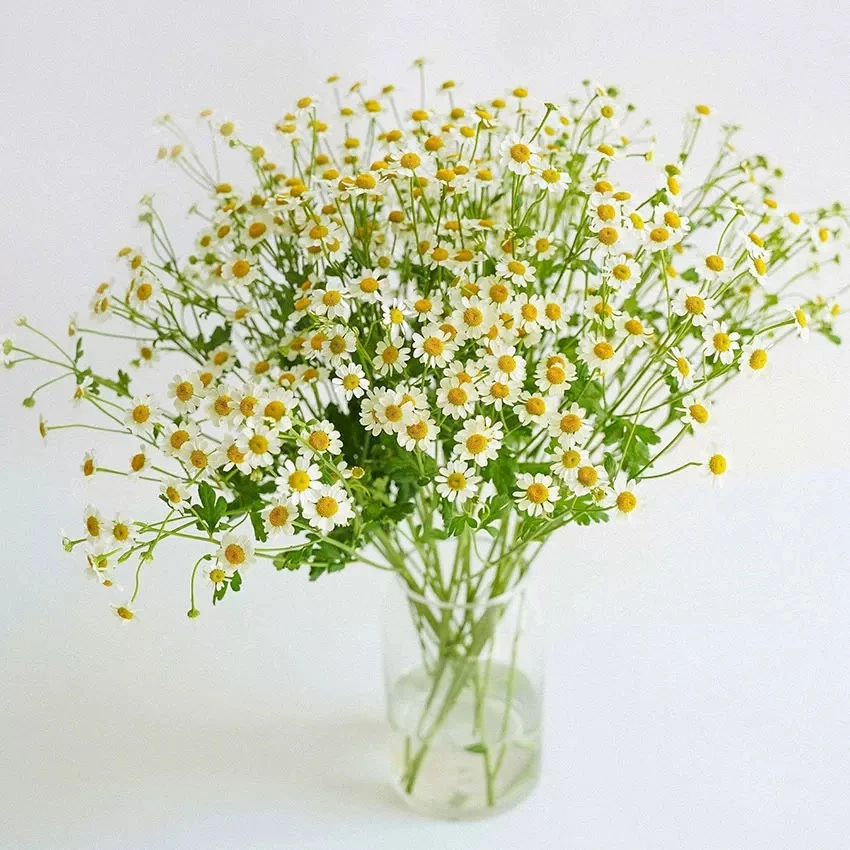 洋甘菊鲜切花水培云南鲜花基地直发